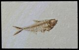 Diplomystus Fossil Fish - Wyoming #59240-1